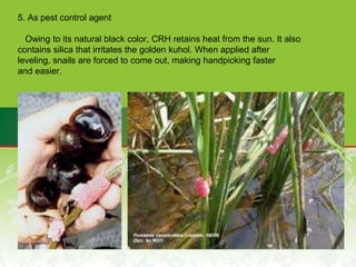 5. As pest control agent
Owing to its natural black color, CRH retains heat from the sun. It also
contains silica that irritates the golden kuhol. When applied after
leveling, snails are forced to come out, making handpicking faster
and easier.
 