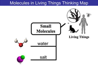 Molecules in Living Things Thinking Map
water
salt
 