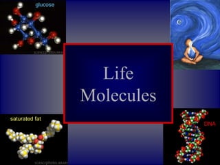 glucose
saturated fat
DNA
Life
Molecules
 