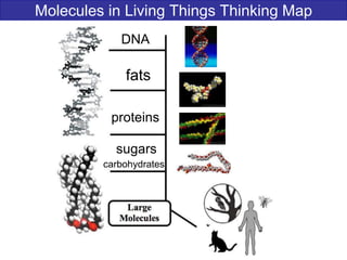 Molecules in Living Things Thinking Map
DNA
fats
proteins
sugars
carbohydrates
 