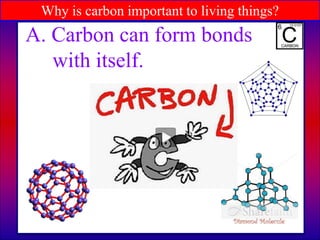 Why is carbon important to living things?
A. Carbon can form bonds
with itself.
 