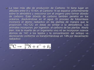 La tasa más alta de producción de Carbono 14 tiene lugar en
altitudes entre 9 y 15 Km, el Carbono 14 se esparce uniformemente
sobre la atmósfera y reacciona con el oxígeno para formar dióxido
de carbono. Este dióxido de carbono también penetra en los
océanos, disolviéndose en el agua. El proceso de fotosíntesis
incorpora el átomo radiactivo en las plantas de manera que la
proporción 14C/12C en éstas es similar a la atmosférica. Los
animales incorporan, por ingestión, el carbono de las plantas. Ahora
bien, tras la muerte de un organismo vivo no se incorporan nuevos
átomos de 14C a los tejidos y la concentración del isótopo va
decreciendo conforme va transformándose en 14N por decaimiento
radiactivo:
 