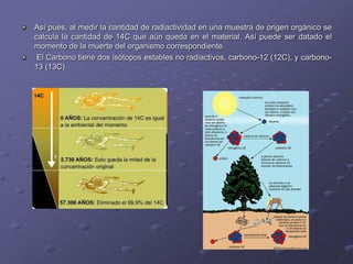 Así pues, al medir la cantidad de radiactividad en una muestra de origen orgánico se
calcula la cantidad de 14C que aún queda en el material. Así puede ser datado el
momento de la muerte del organismo correspondiente.
 El Carbono tiene dos isótopos estables no radiactivos, carbono-12 (12C), y carbono-
13 (13C).
 