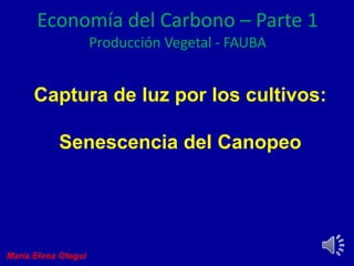 Captura de luz por los cultivos:
Senescencia del Canopeo
Economía del Carbono – Parte 1
Producción Vegetal - FAUBA
María Elena Otegui
 