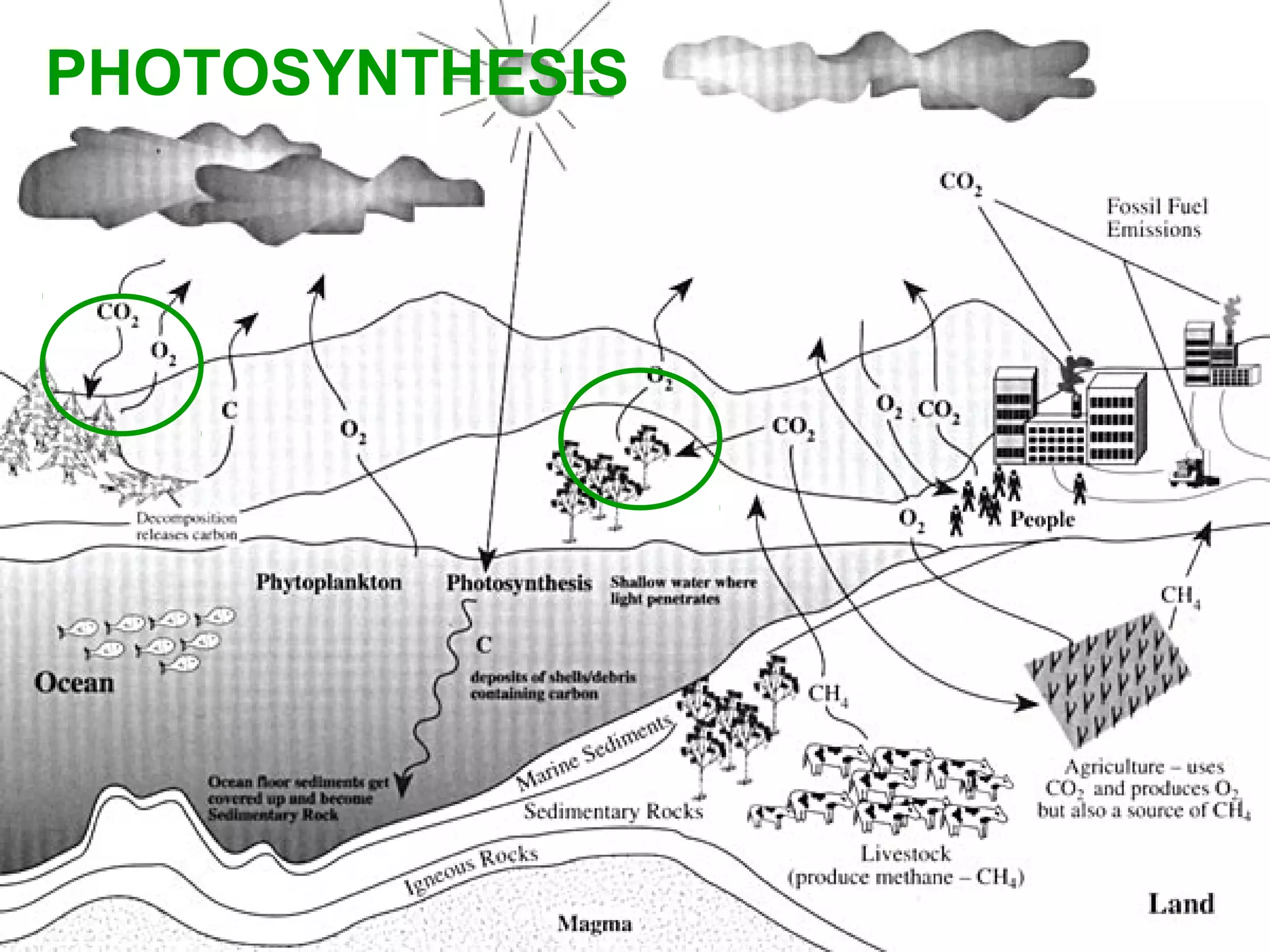 PHOTOSYNTHESIS
 