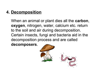 4. Decomposition
When an animal or plant dies all the carbon,
oxygen, nitrogen, water, calcium etc. return
to the soil and air during decomposition.
Certain insects, fungi and bacteria aid in the
decomposition process and are called
decomposers.
 