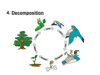 4. Decomposition
 