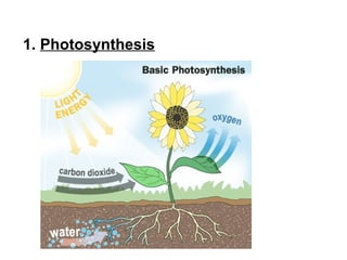 1. Photosynthesis
 