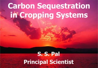 Carbon Sequestration
in Cropping Systems
S. S. Pal
Principal Scientist
 