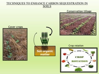 Conservation tillage
Cover crops
Soil organic
matter
TECHNIQUES TO ENHANCE CARBON SEQUESTRATION IN
SOILS
Crop rotation
 