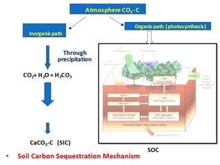 Carbon Sequestration Potential of Bamboos | PPTX