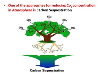 Carbon Sequestration Potential of Bamboos | PPTX