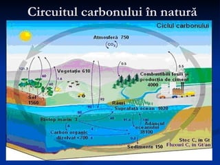 Circuitul carbonului în natură 