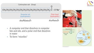 ▪ A nonpolar end that dissolves in nonpolar
fats and oils, and a polar end that dissolves
in water
▪ To form “micelles”
ส่วนที่ชอบน้า
ส่วนที่ไม่ชอบน้า
O
CH3CH2CH2CH2CH2CH2CH2CH2CH2CH2CH2CH2CH2CH2-C - O-
Na+
=
Polar head
(hydrophilic)
Nonpolar tail
(hydrophobic)
Carboxylate salt (Soap)
 
