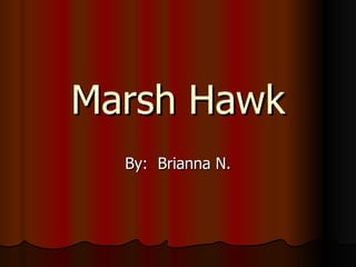 Marsh Hawk By:  Brianna N. 