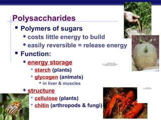 Polysaccharides
    Polymers of sugars
         costs little energy to build
         easily reversible = release energy

     Function:
            energy storage                          QuickTime™ and a
                                          TIFF (Uncompressed) decompressor
                                             are needed to see this picture.




               starch (plants)
               glycogen (animals)
                   in liver & muscles
             structure
                                                                                          QuickTime™ and a
                                                                               TIFF (Uncompressed) decompressor



        
                                                                                  are needed to see this picture.




               cellulose (plants)
               chitin (arthropods & fungi)
AP Biology
 