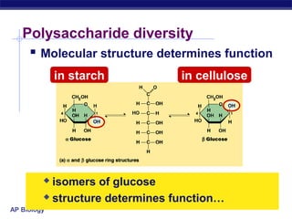 Polysaccharide diversity
     Molecular structure determines function
             in starch           in cellulose




          isomers of glucose
          structure determines function…
AP Biology
 