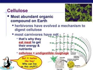 Cellulose
    Most abundant organic
      compound on Earth
        herbivores have evolved a mechanism to
         digest cellulose
        most carnivores have not

              that’s why they
               eat meat to get
               their energy &
               nutrients
              cellulose = undigestible roughage
                But it tastes
                   like hay!
                Who can live
AP Biology     on this stuff?!
 