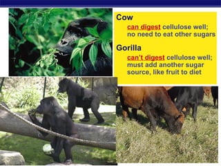 Cow
                     can digest cellulose well;
                     no need to eat other sugars

                  Gorilla
                     can’t digest cellulose well;
                     must add another sugar
                     source, like fruit to diet




Regents Biology
 