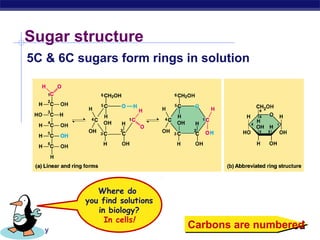 Sugar structure
    5C & 6C sugars form rings in solution




                Where do
             you find solutions
                in biology?
                  In cells!
AP Biology
                                  Carbons are numbered
 