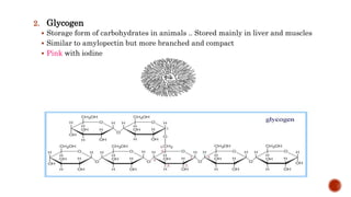2. Glycogen
 Storage form of carbohydrates in animals .. Stored mainly in liver and muscles
 Similar to amylopectin but more branched and compact
 Pink with iodine
 
