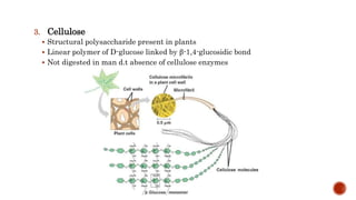 3. Cellulose
 Structural polysaccharide present in plants
 Linear polymer of D-glucose linked by β-1,4-glucosidic bond
 Not digested in man d.t absence of cellulose enzymes
 