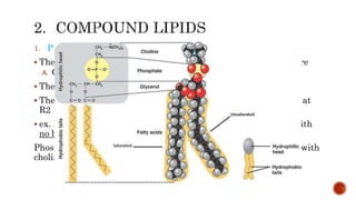1. PHOSPHOLIPIDS
 They are membrane components amphipathic and ionic in nature
A. GLYCERO-P.L (having glycerol as their alcohol backbone)
 The precursor is (glycerol-3-phosphate)
 The fatty acids present are mostly saturated at R1 unsaturated at
R2
 ex. Phosohatidic acid : simplest form and precursor for others with
no base
Phosphatydyl choline : most abundant present in cell membrane with
choline base
 