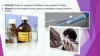  HUMANOS: Puede ser tratada con antibióticos, bajo prescripción médica.
 ANIMALES: La enfermedad es mortal, pero si es detectada a tiempo, puede ser
tratada.
 