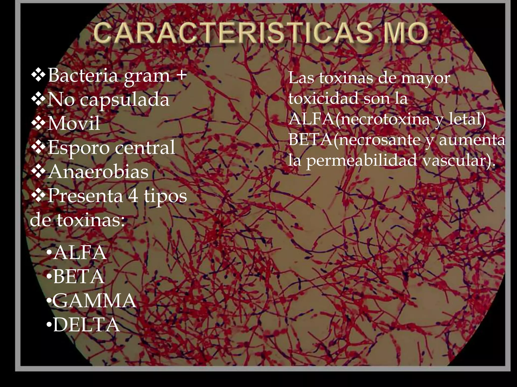 carbunco sintomatico - inmunologia | PPTX