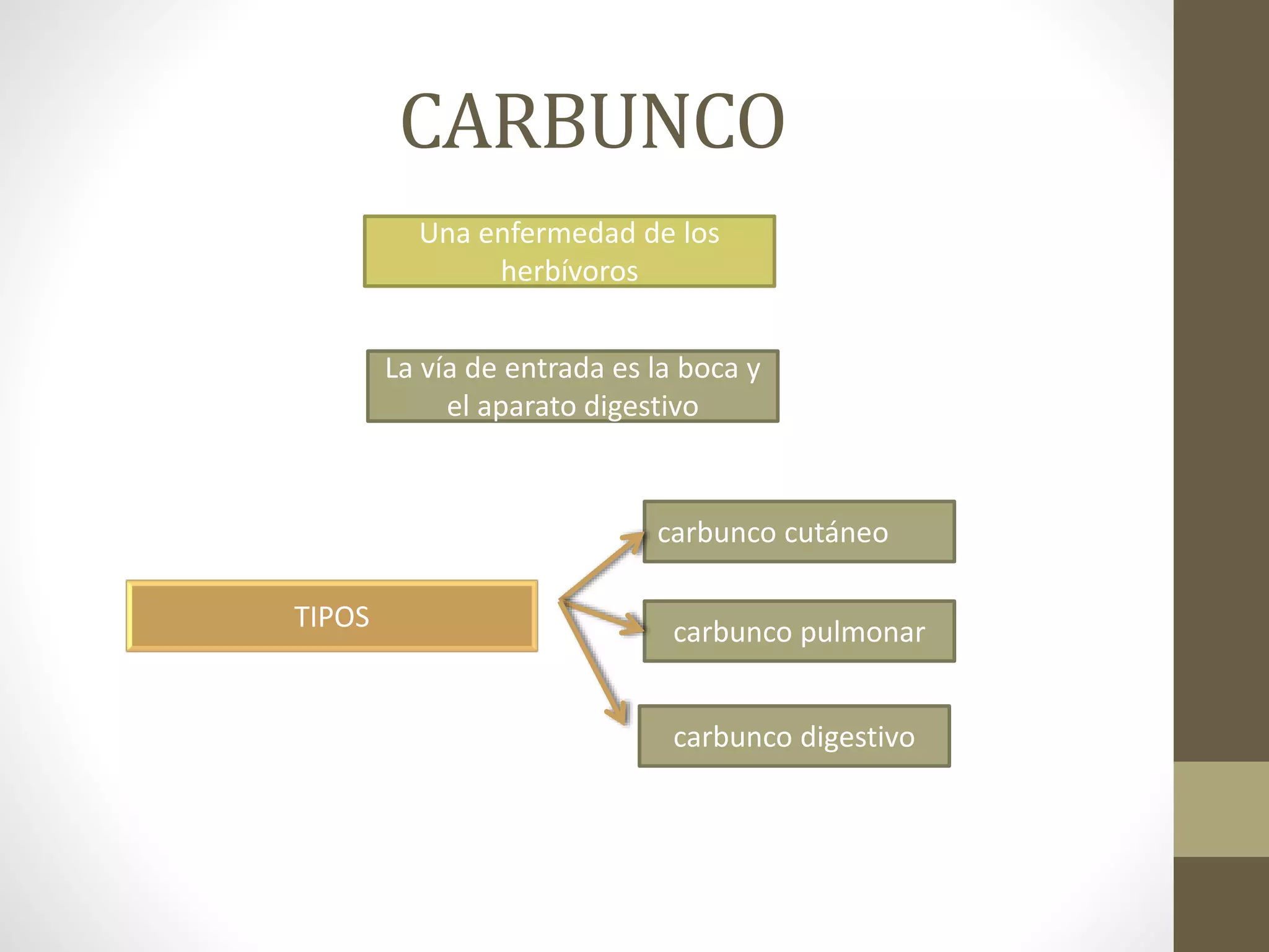 Carbunco o Bacillus Anthracis | PPT