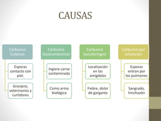 Carbunco o Bacillus Anthracis | PPTX