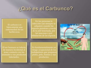 Carbunco: tipos y tratamiento | PPTX