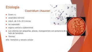 Carbunco sintomático | PPTX