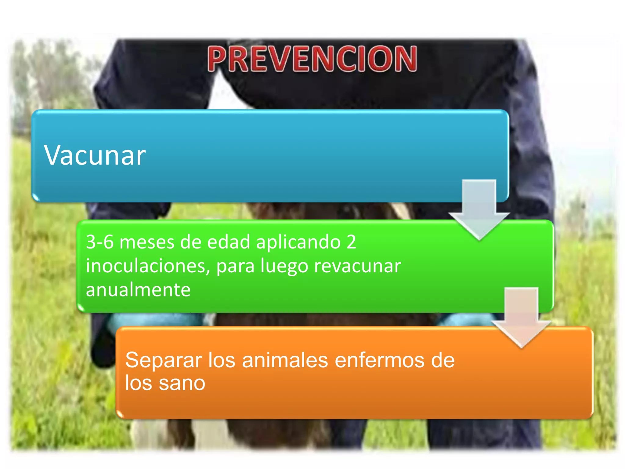 Carbunco sintomático y septicemia Hemorragica | PPT