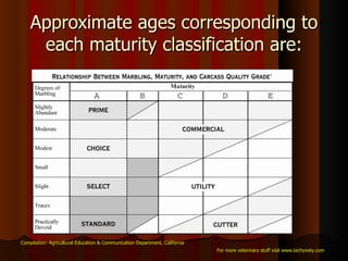 Approximate ages corresponding to each maturity classification are: Compilation: Agricultural Education & Communication Department, California For more veterinary stuff visit www.techyvety.com 