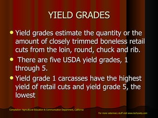 YIELD GRADES Yield grades estimate the quantity or the amount of closely trimmed boneless retail cuts from the loin, round, chuck and rib. There are five USDA yield grades, 1 through 5.  Yield grade 1 carcasses have the highest yield of retail cuts and yield grade 5, the lowest  Compilation: Agricultural Education & Communication Department, California For more veterinary stuff visit www.techyvety.com 