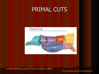 PRIMAL CUTS Compilation: Agricultural Education & Communication Department, California For more veterinary stuff visit www.techyvety.com 