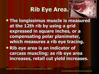 Rib Eye Area. The longissimus muscle is measured at the 12th rib by using a grid expressed in square inches, or a compensating polar planimeter, which measures a rib eye tracing.  Rib eye area is an indicator of carcass muscling; as rib eye area increases, retail cut yield increases.   Compilation: Agricultural Education & Communication Department, California For more veterinary stuff visit www.techyvety.com 