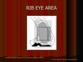 RIB EYE AREA Compilation: Agricultural Education & Communication Department, California For more veterinary stuff visit www.techyvety.com 