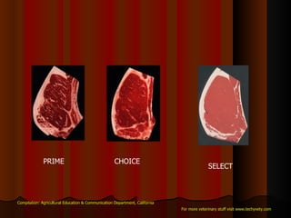 Compilation: Agricultural Education & Communication Department, California For more veterinary stuff visit www.techyvety.com PRIME CHOICE SELECT 