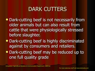 DARK CUTTERS Dark-cutting beef is not necessarily from older animals but can also result from cattle that were physiologically stressed before slaughter.  Dark-cutting beef is highly discriminated against by consumers and retailers.  Dark-cutting beef may be reduced up to one full quality grade  Compilation: Agricultural Education & Communication Department, California For more veterinary stuff visit www.techyvety.com 