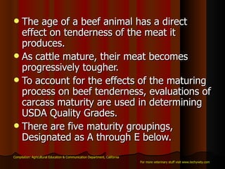 The age of a beef animal has a direct effect on tenderness of the meat it produces.   As cattle mature, their meat becomes progressively tougher.  To account for the effects of the maturing process on beef tenderness, evaluations of carcass maturity are used in determining USDA Quality Grades.   There are five maturity groupings, Designated as A through E below.  Compilation: Agricultural Education & Communication Department, California For more veterinary stuff visit www.techyvety.com 