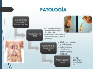 PATOLOGÍA
Carcinomas
de células
transicionales
Papilomas 15-
20%
•Cánceres de bajo
grado tienen baja
incidencia
•Metástasis mas común
a G linfáticos, hueso y
pulmón
Carcinomas
escamosos
10%
• Al dg son sésiles
e infiltrantes
• Inflamación
crónica o
enfermedad
litiásica
Adenocarcin
oma
• Al dg
son muy
avanzad
os
 