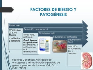 FACTORES DE RIESGO Y
PATOGÉNESIS
Fumadores
60% Hombres,
20 a 30%
Mujeres.
α naftilamina y
β naftilamina.
Exposición ocupacional
Tintes, hule,
petróleo.
Carcinigenos
ocupacionale
s: Bencidina, β
naftilamina y
el 4
aminobifenilo
Ciclofosmamida
Edulcorantes artificiales
Traumatismo
físico
Infección,
instrumentaci
ón, y
cálculos.
Factores Geneticos: Activacion de
oncogenes y la inactivación o perdida de
genes supresores de tumores (Cr9, Cr11,
Cr17, FGFr3)
 