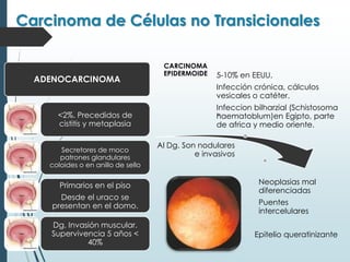 Carcinoma de Células no Transicionales
ADENOCARCINOMA
<2%. Precedidos de
cistitis y metaplasia
Secretores de moco
patrones glandulares
coloides o en anillo de sello
Primarios en el piso
Desde el uraco se
presentan en el domo.
Dg. Invasión muscular.
Supervivencia 5 años <
40%
CARCINOMA
EPIDERMOIDE 5-10% en EEUU.
Infección crónica, cálculos
vesicales o catéter.
Infeccion bilharzial (Schistosoma
haematoblum)en Egipto, parte
de africa y medio oriente.
Al Dg. Son nodulares
e invasivos
Neoplasias mal
diferenciadas
Puentes
intercelulares
Epitelio queratinizante
 