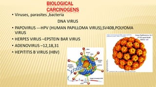 BIOLOGICAL
CARCINOGENS
• Viruses, parasites ,bacteria
DNA VIRUS
• PAPOVIRUS ---HPV (HUMAN PAPILLOMA VIRUS),SV40B,POLYOMA
VIRUS
• HERPES VIRUS –EPSTEIN BAR VIRUS
• ADENOVIRUS –12,18,31
• HEPITITIS B VIRUS (HBV)
 