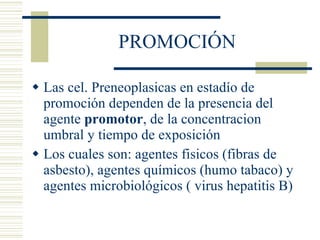 PROMOCIÓN Las cel. Preneoplasicas en estadío de promoción dependen de la presencia del agente  promotor , de la concentracion umbral y tiempo de exposición Los cuales son: agentes fisicos (fibras de asbesto), agentes químicos (humo tabaco) y agentes microbiológicos ( virus hepatitis B) 