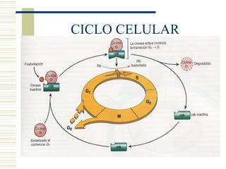 CICLO CELULAR 