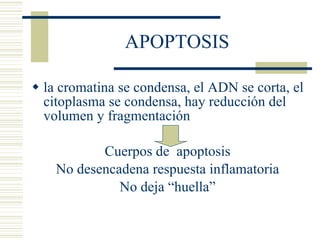 APOPTOSIS la cromatina se condensa, el ADN se corta, el citoplasma se condensa, hay reducción del volumen y fragmentación Cuerpos de  apoptosis No desencadena respuesta inflamatoria No deja “huella” 