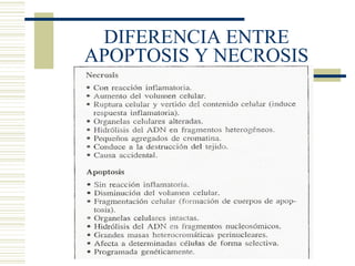 DIFERENCIA ENTRE APOPTOSIS Y NECROSIS 